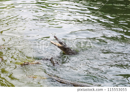 Close up salt crocodile is show action jump on river 115553055
