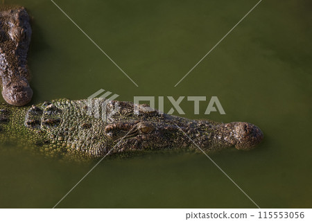 Close up salt crocodile is show head in river 115553056