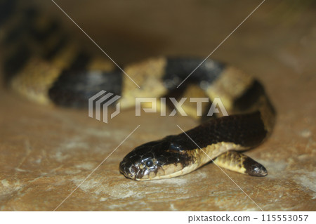 The banded krait snake is venom animal and dangerous 115553057