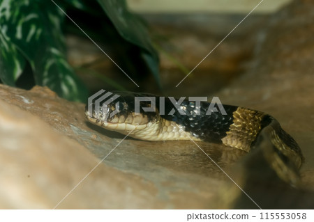 The banded krait snake is venom animal and dangerous 115553058