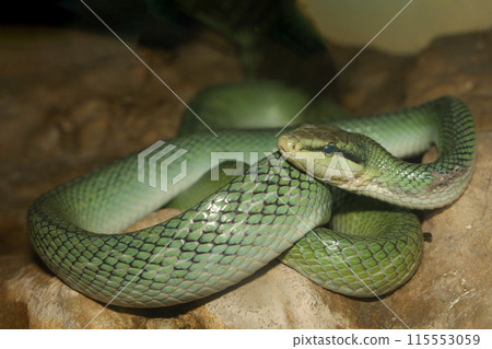 Close up head red tailed rat snake in garden 115553059