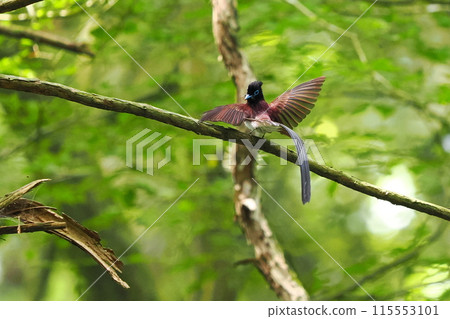 一隻美麗的雄性捕蠅器,長尾羽 一隻美麗的雄性捕蠅器,長尾羽 115553101