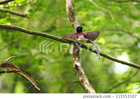 A male long-tailed parakeet looking back A male long-tailed parakeet looking back 115553107