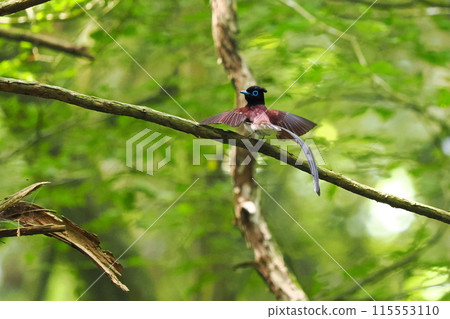 A male long-tailed parakeet looking back A male long-tailed parakeet looking back 115553110