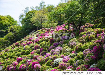 【京都風景】蹴上淨水廠的杜鵑花 115553202