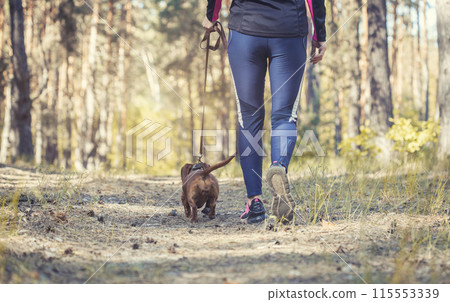 red Dachshund dog walking with his owner in a pine forest red Dachshund dog walking with his owner in a pine forest 115553339