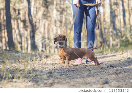 red Dachshund dog walking with his owner in a pine forest red Dachshund dog walking with his owner in a pine forest 115553342