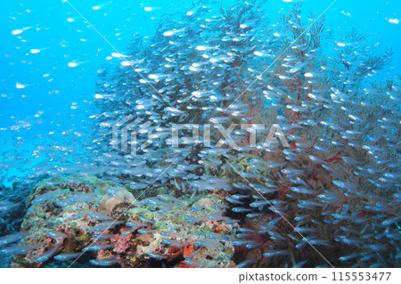 A school of cardinalfish on a coral reef 115553477