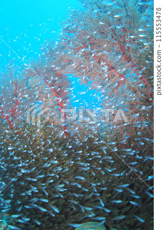 座間味島的珊瑚礁上生長著一群黃花 115553478