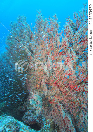 藍色的海，Isobana和Kinthorn：沖繩的海 115553479