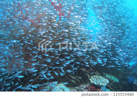 座間味島的珊瑚礁上生長著一群黃花 115553480