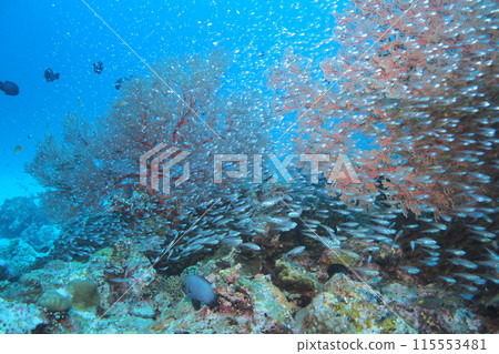 座間味島的珊瑚礁上生長著一群黃花 115553481