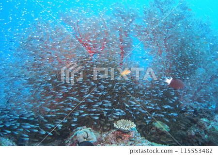 座間味島的珊瑚礁上生長著一群黃花 115553482