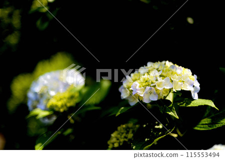 Former Tamagawa Aqueduct: Hydrangeas during the rainy season 115553494