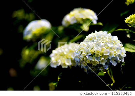 雨季的老玉川上水繡球花 雨季的老玉川上水繡球花 115553495