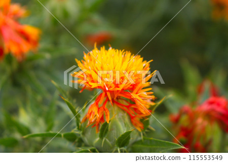 紅花 115553549