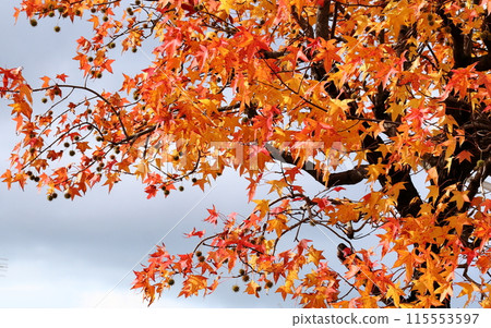 Bright autumn leaves that shine in the blue sky 115553597