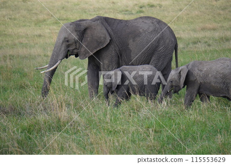 Three elephants walking in an African safari 115553629