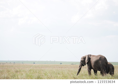 非洲野生動物園中行走的大象 115553634