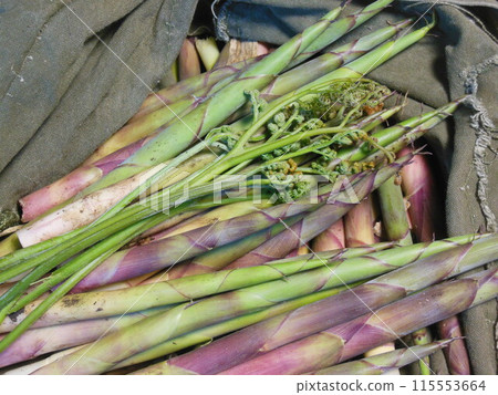 剛採摘下來的野菜 115553664