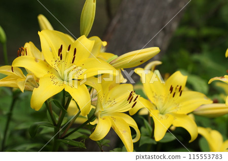 初夏花園黃百合盛開，初夏風景 115553783