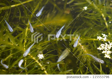 Medaka biotope Medaka biotope 115553796