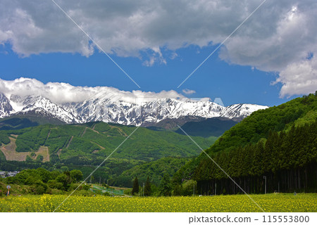 五月的白馬，野平北阿爾卑斯山 115553800