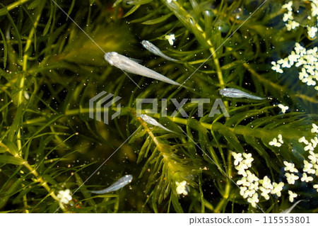 Medaka biotope Medaka biotope 115553801