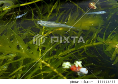 青鱂生境 青鱂生境 115553811