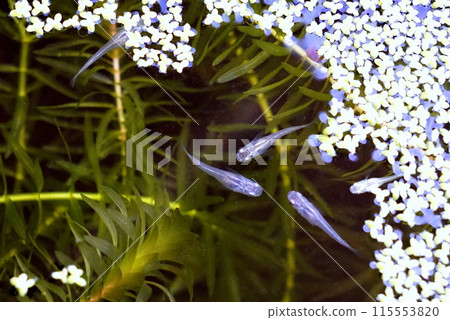 Medaka biotope 115553820