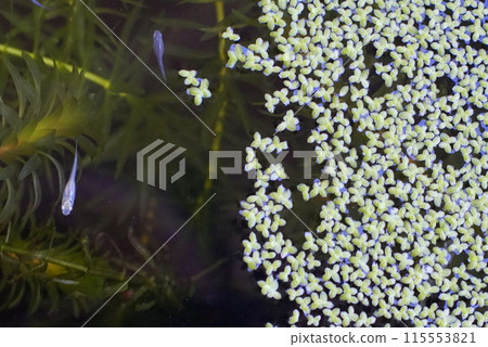 Medaka biotope 115553821