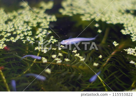 青鱂生境 115553822