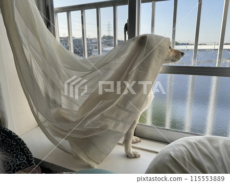 Shiba Inu playing with curtains Shiba Inu playing with curtains 115553889