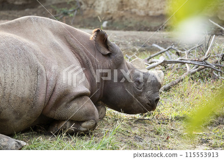 日本柏樹 115553913