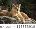 站在岩石上的母獅子 115553919