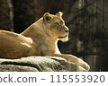 站在岩石上的母獅子 115553920