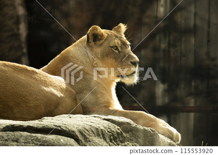 站在岩石上的母獅子 115553920