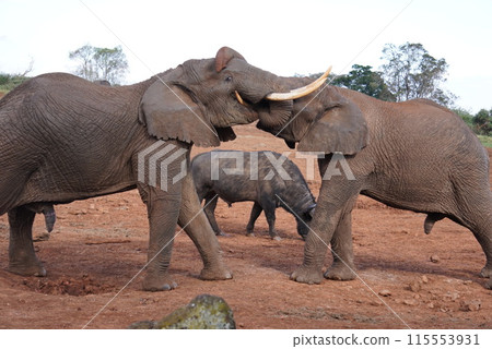Elephants fighting on the African plains Elephants fighting on the African plains 115553931