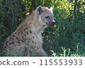 生活在非洲野生動物園的可愛動物 115553933