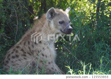 生活在非洲野生動物園的可愛動物 115553933