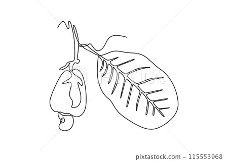 Single continuous line drawing whole healthy organic cashew apple on stack tree for orchard logo identity. Fresh Brazilian caju for fruit garden icon. One line draw graphic design vector illustration Single continuous line drawing whole healthy organic cashew apple on stack tree for orchard logo identity. Fresh Brazilian caju for fruit garden icon. One line draw graphic design vector illustration 115553968