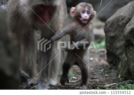 monkey monkey 115554512