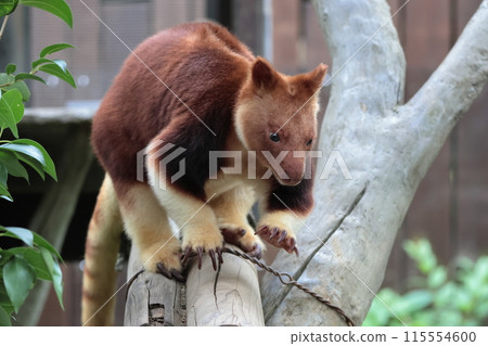 Sedge ki Novoli kangaroo 115554600