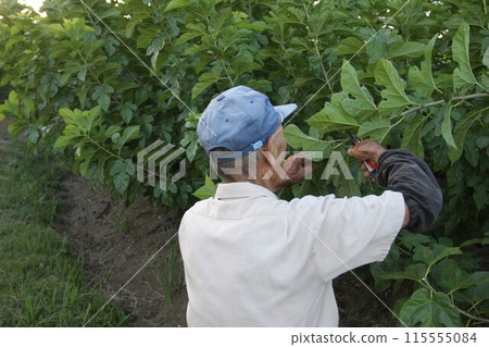 An elderly male silkworm farmer harvests mulberry leaves to feed the silkworms. 115555084