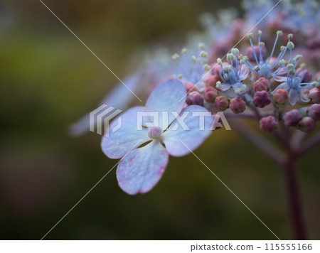 美麗的藍色繡球花在六月開始綻放 美麗的藍色繡球花在六月開始綻放 115555166