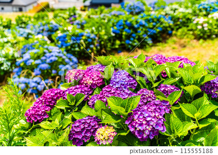 Hydrangeas at Yashirogaoka Flower Garden (Nagasaki City) 115555188