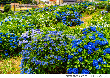 Hydrangeas at Yashirogaoka Flower Garden (Nagasaki City) 115555189