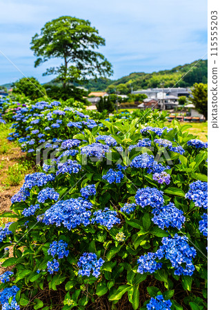 沙高岡花園的繡球花【長崎市】 115555203