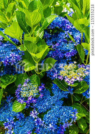 Hydrangeas at Yashirogaoka Flower Garden (Nagasaki City) 115555218