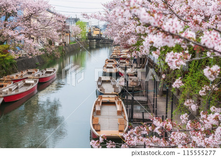 Top view cityscape of boats on Suigo river and cherry blossom, Yanagawa 115555277